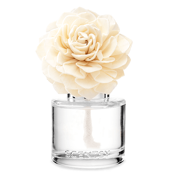 Fleur parfumée Dahlia Darling – Amazon Rain